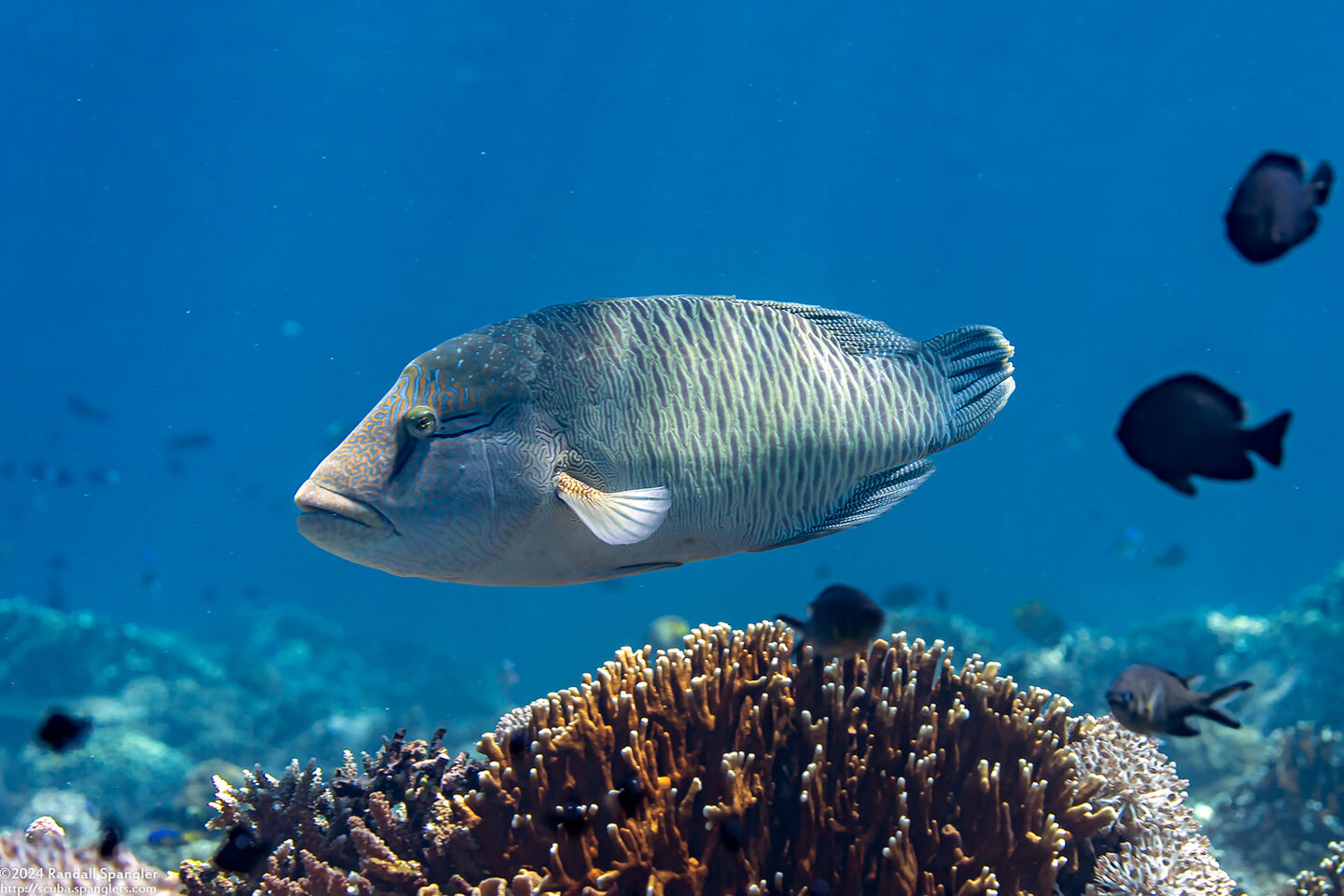 Cheilinus undulatus (Humphead Wrasse)