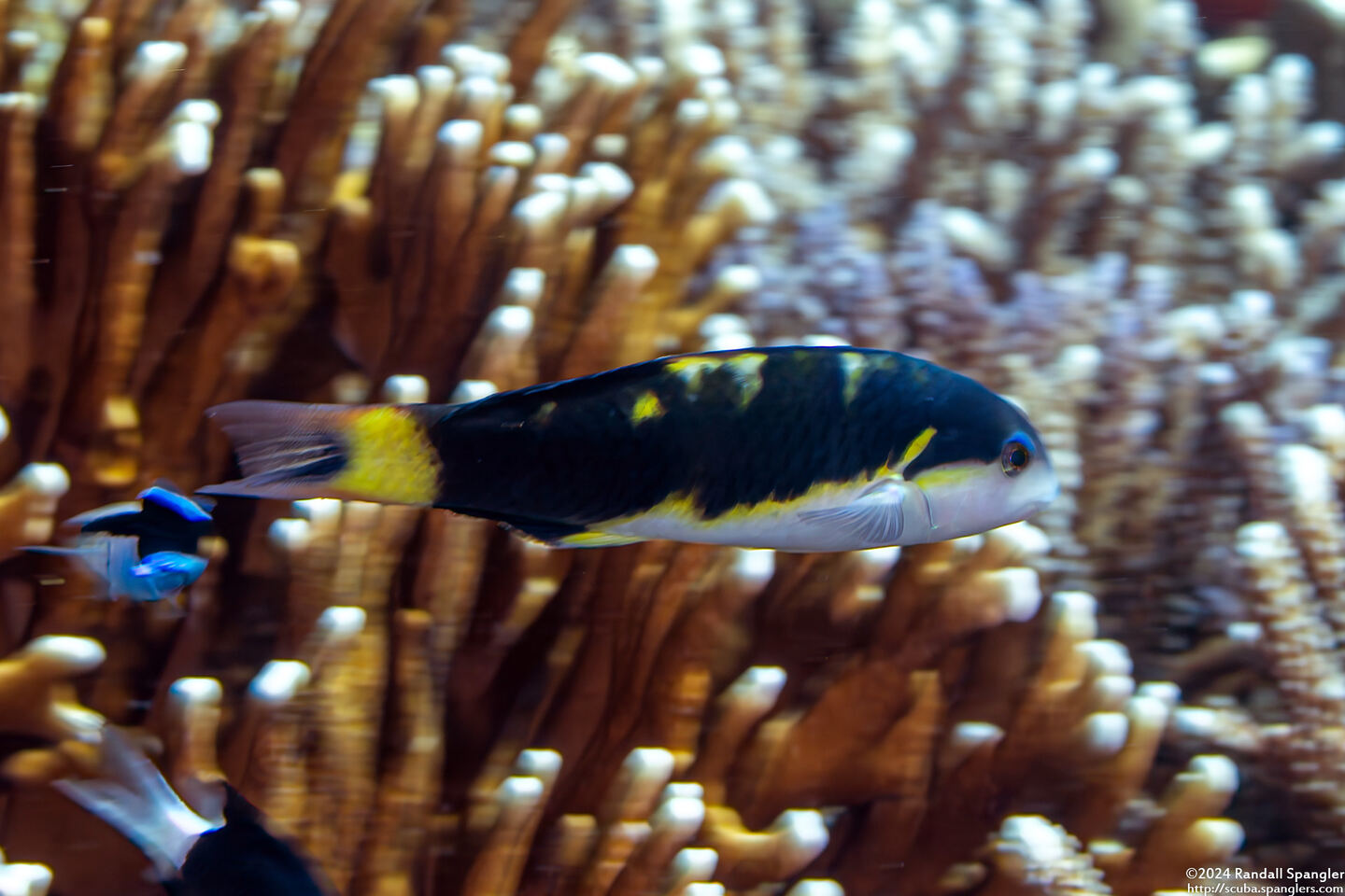 Thalassoma jansenii (Jansen's Wrasse)