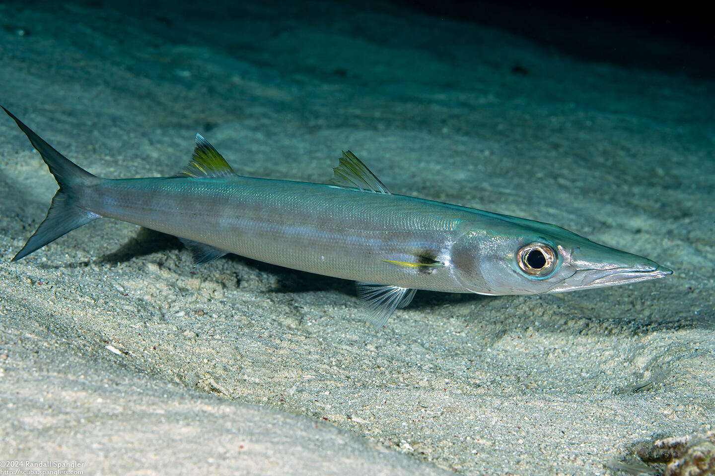 Sphyraena forsteri (Bigeye Barracuda)