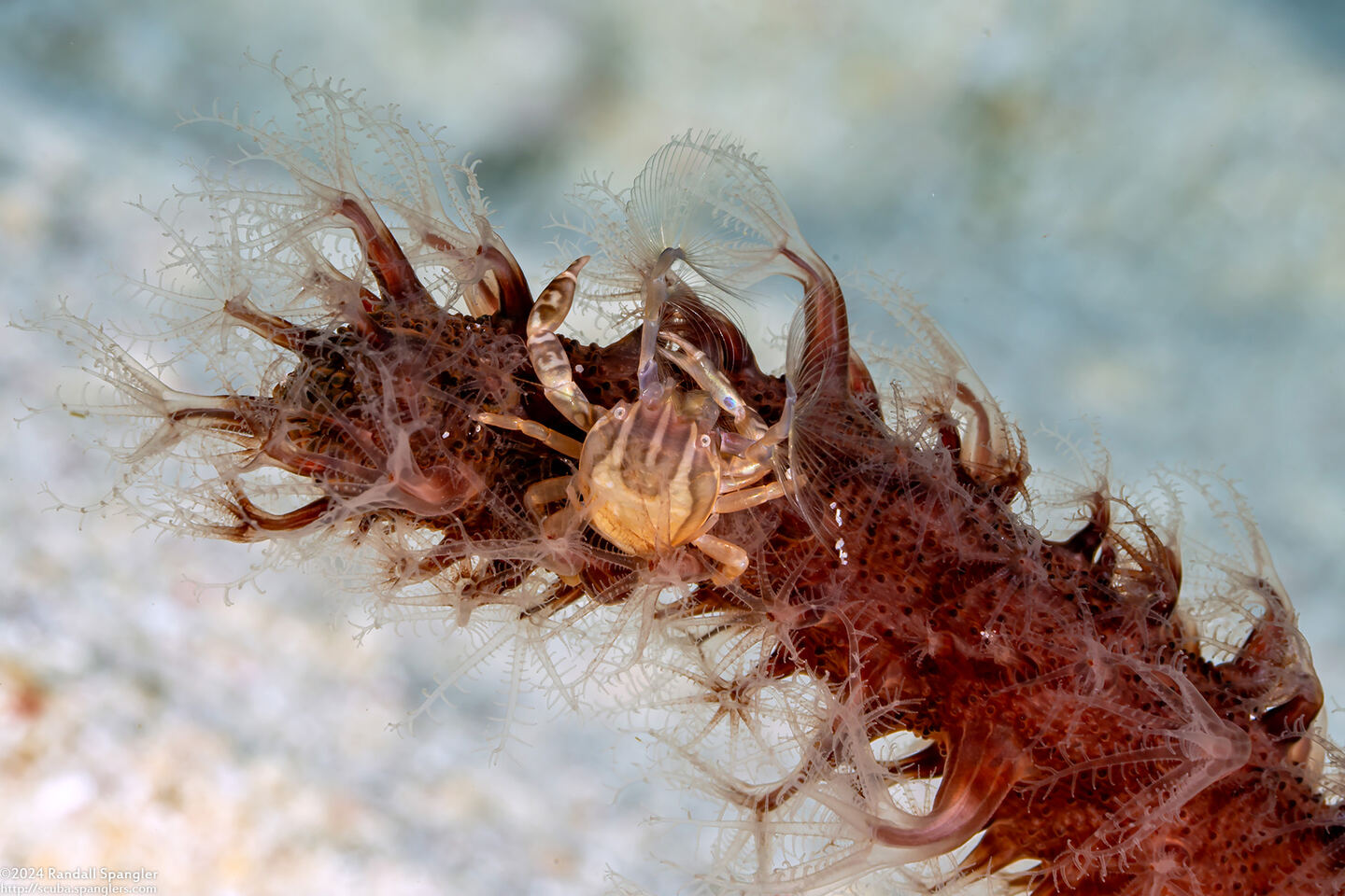 Porcellanella haigae (Haig's Porcelain Crab)