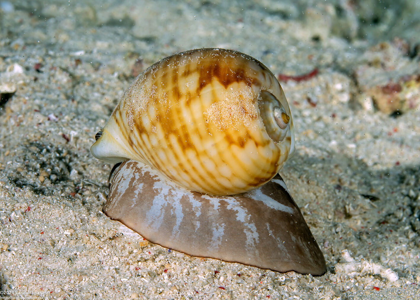 Tonna canaliculata (Channeled Tun)