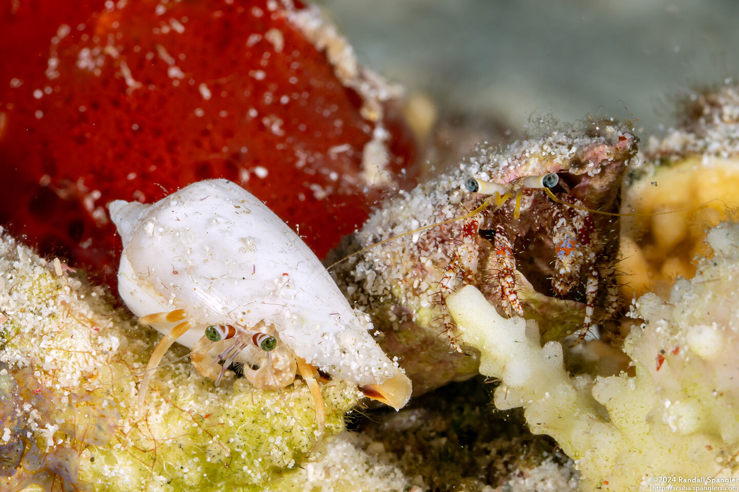 Dardanus deformis (Pale Anemone Hermit Crab)