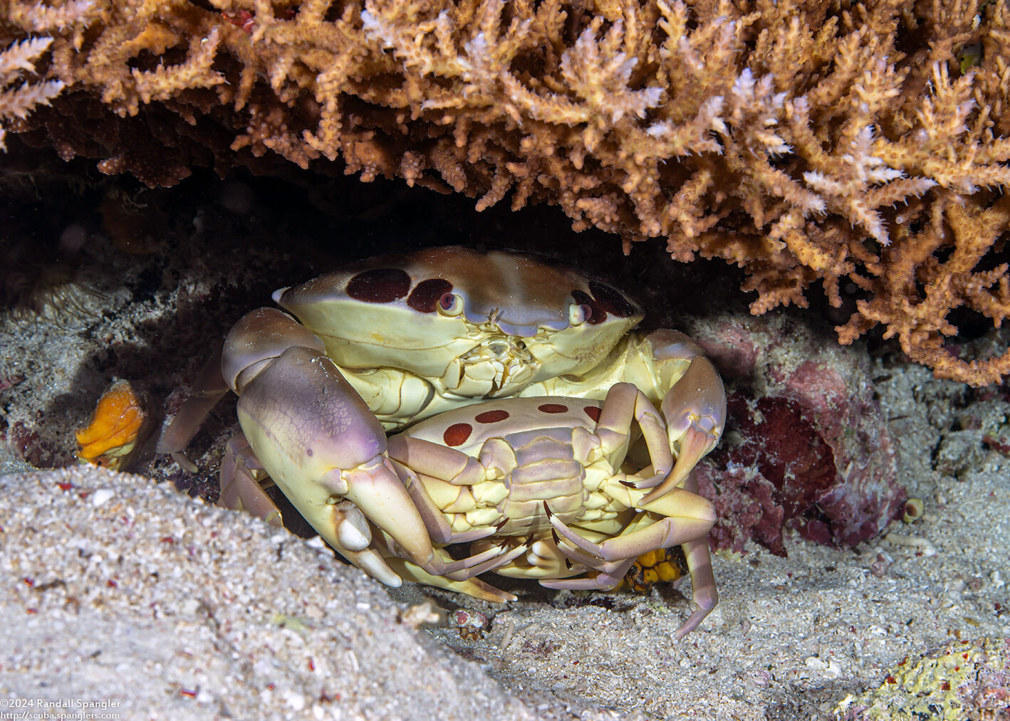 Carpilius maculatus (Seven-Eleven Crab); Big male with his smaller female date