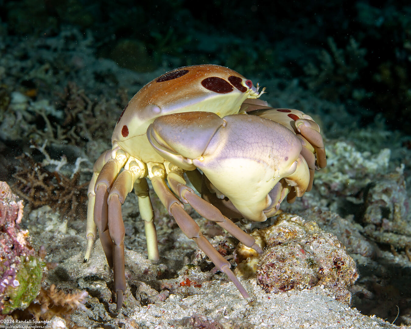 Carpilius maculatus (Seven-Eleven Crab)