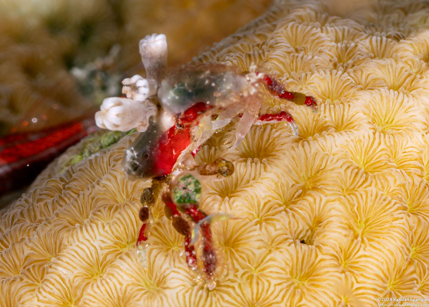 Epialtidae sp.3 (Red And White Imitator Crab)