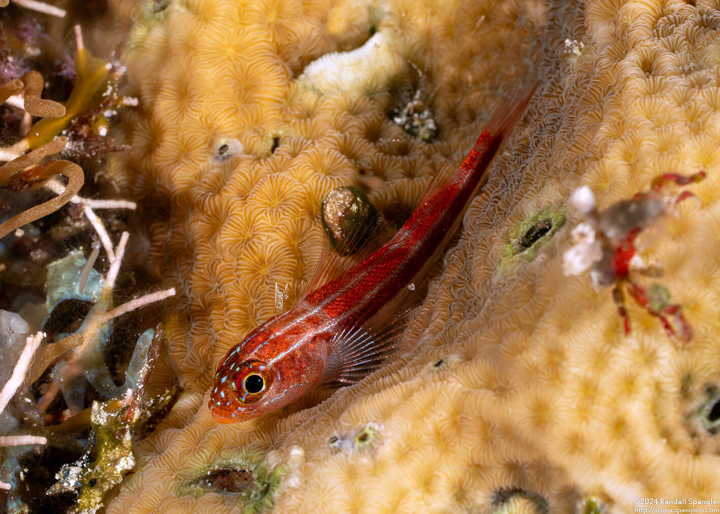 Helcogramma striata (Striped Triplefin)