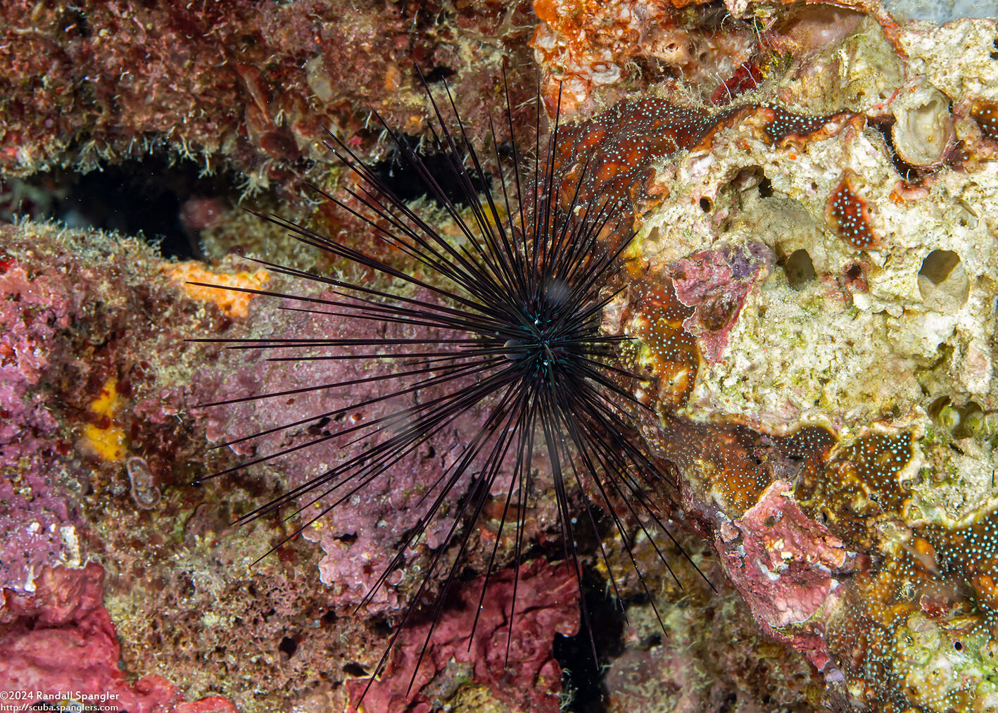 Diadema setosum (Black Longspine Sea Urchin)