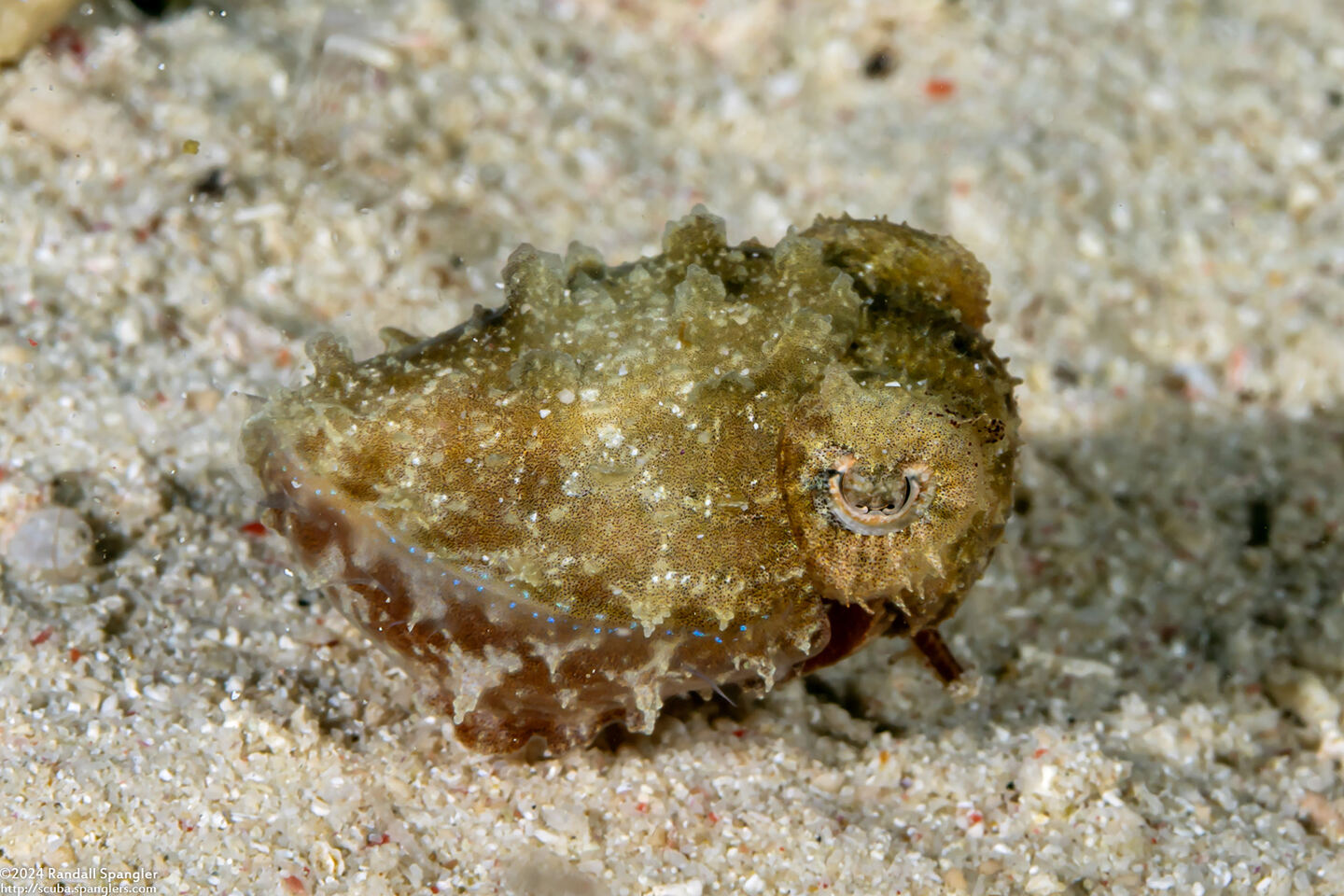 Sepia bandensis (Dwarf Cuttlefish)