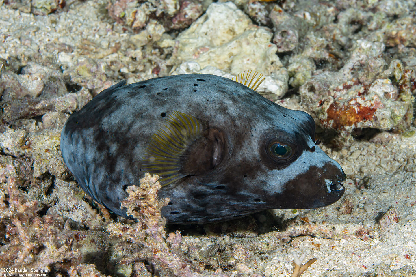 Arothron nigropunctatus (Blackspotted Puffer)