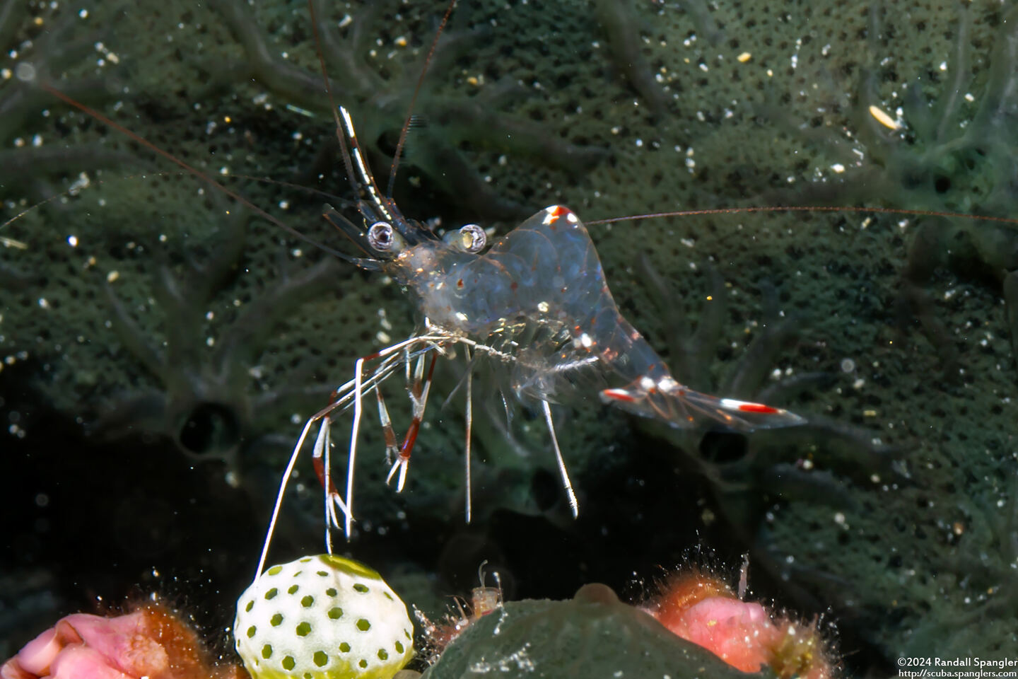 Urocaridella pulchella (Cave Cleaner Shrimp)