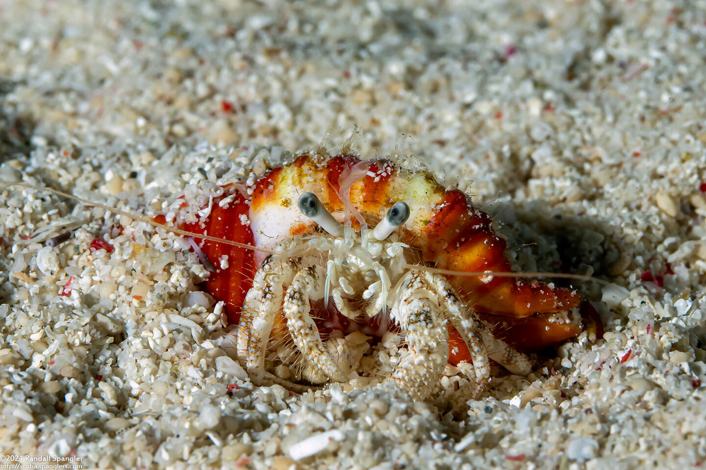 Dardanus woodmasoni (Woodmason's Hermit Crab)