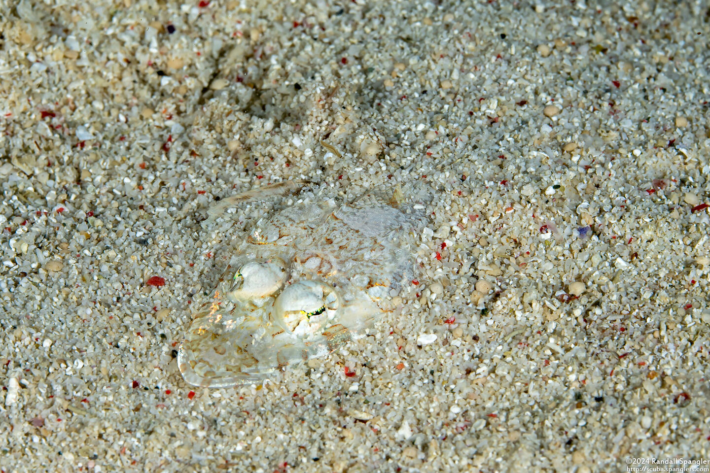 Thysanophyrs celebica (Celebes Flathead)