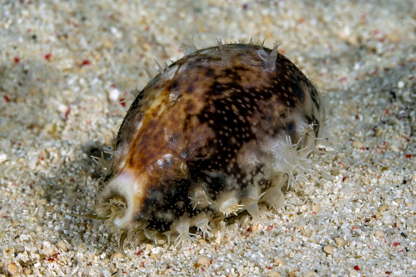 Lyncina lynx (Lynx Cowry)