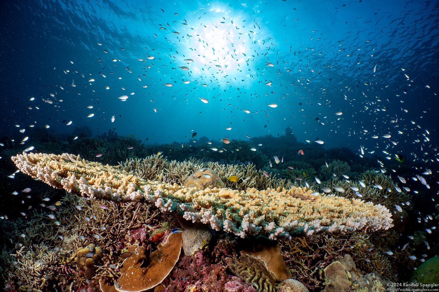 Acropora cytherea (Table Coral)