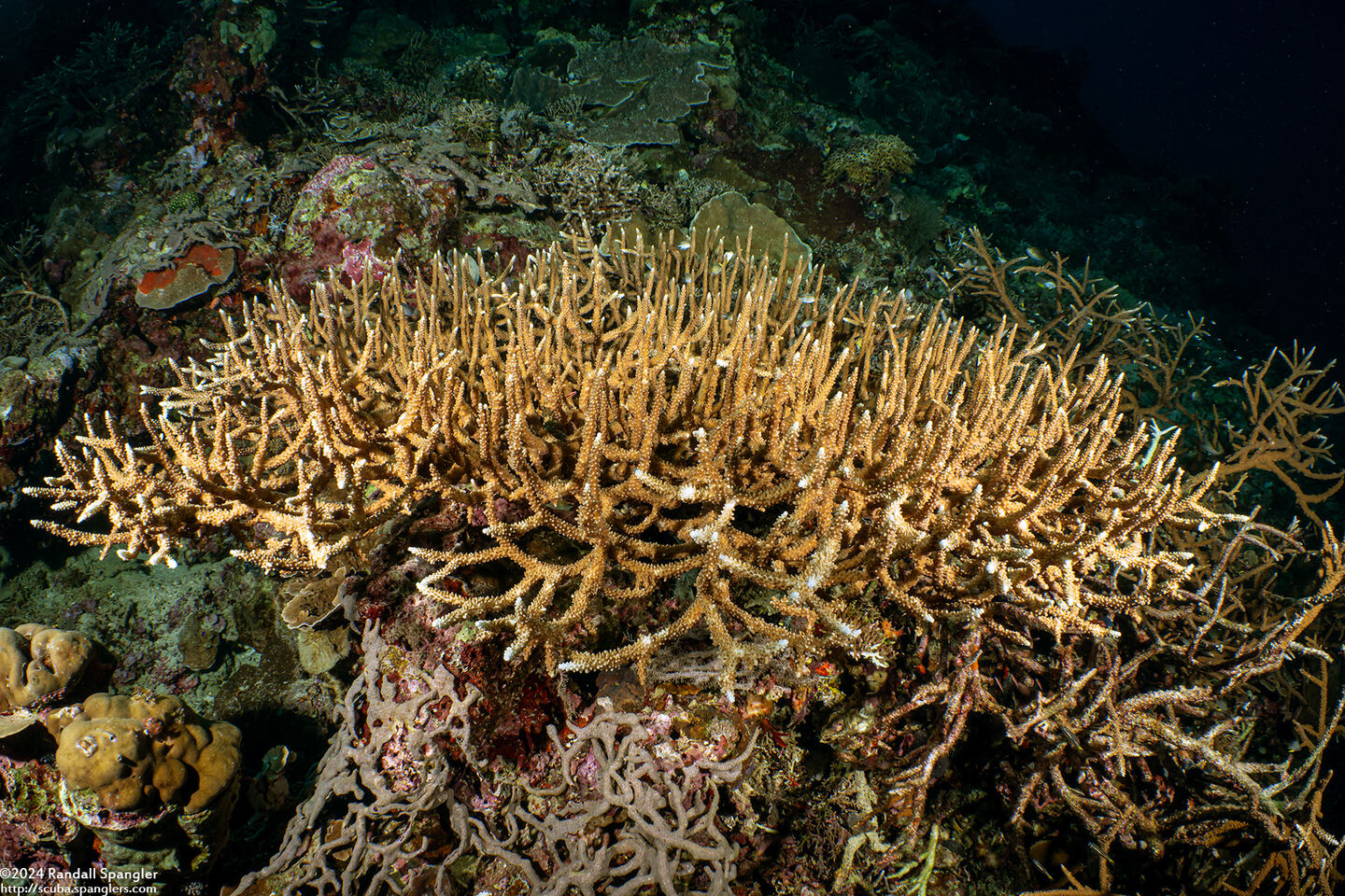 Acropora muricata (Common Staghorn Coral)