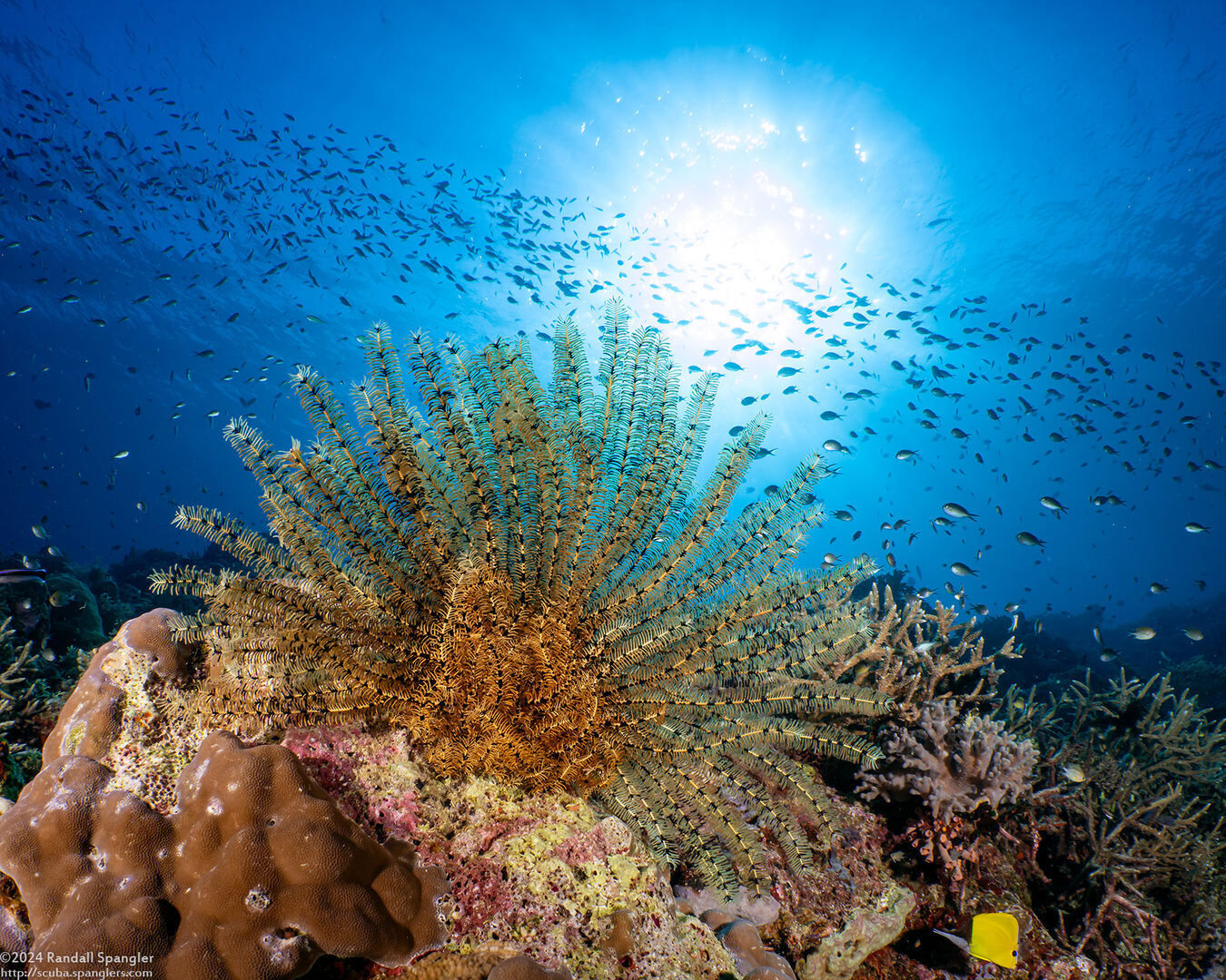 Clarkcomanthus alternans (Legless Feather Star)