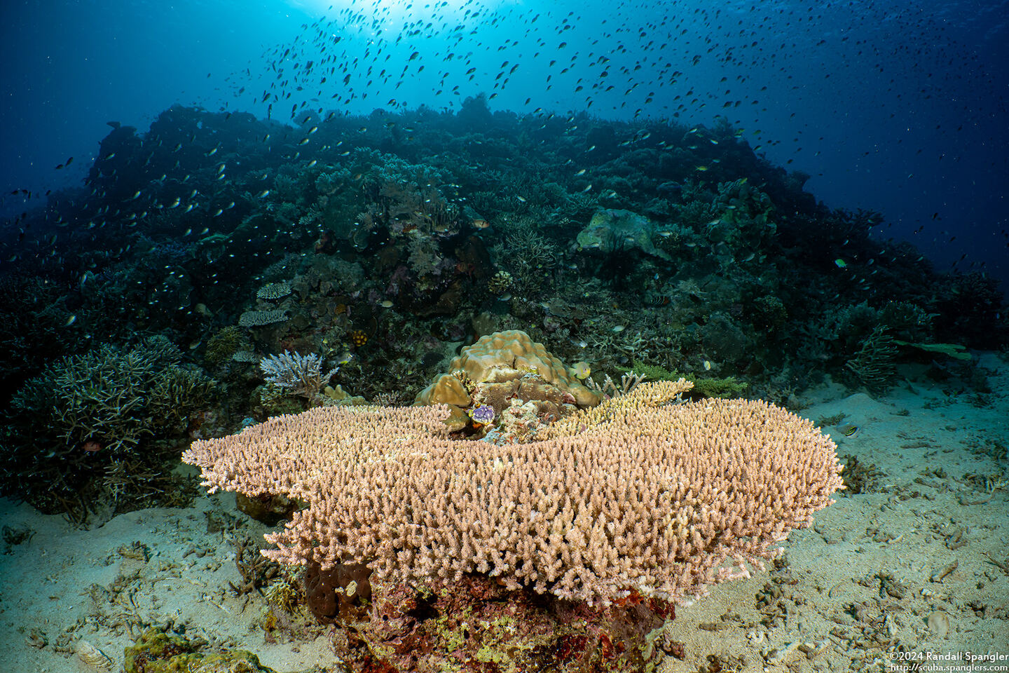 Acropora cytherea (Table Coral)