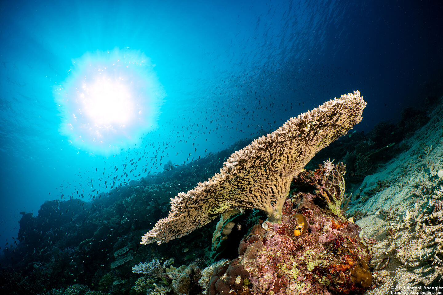 Acropora cytherea (Table Coral)