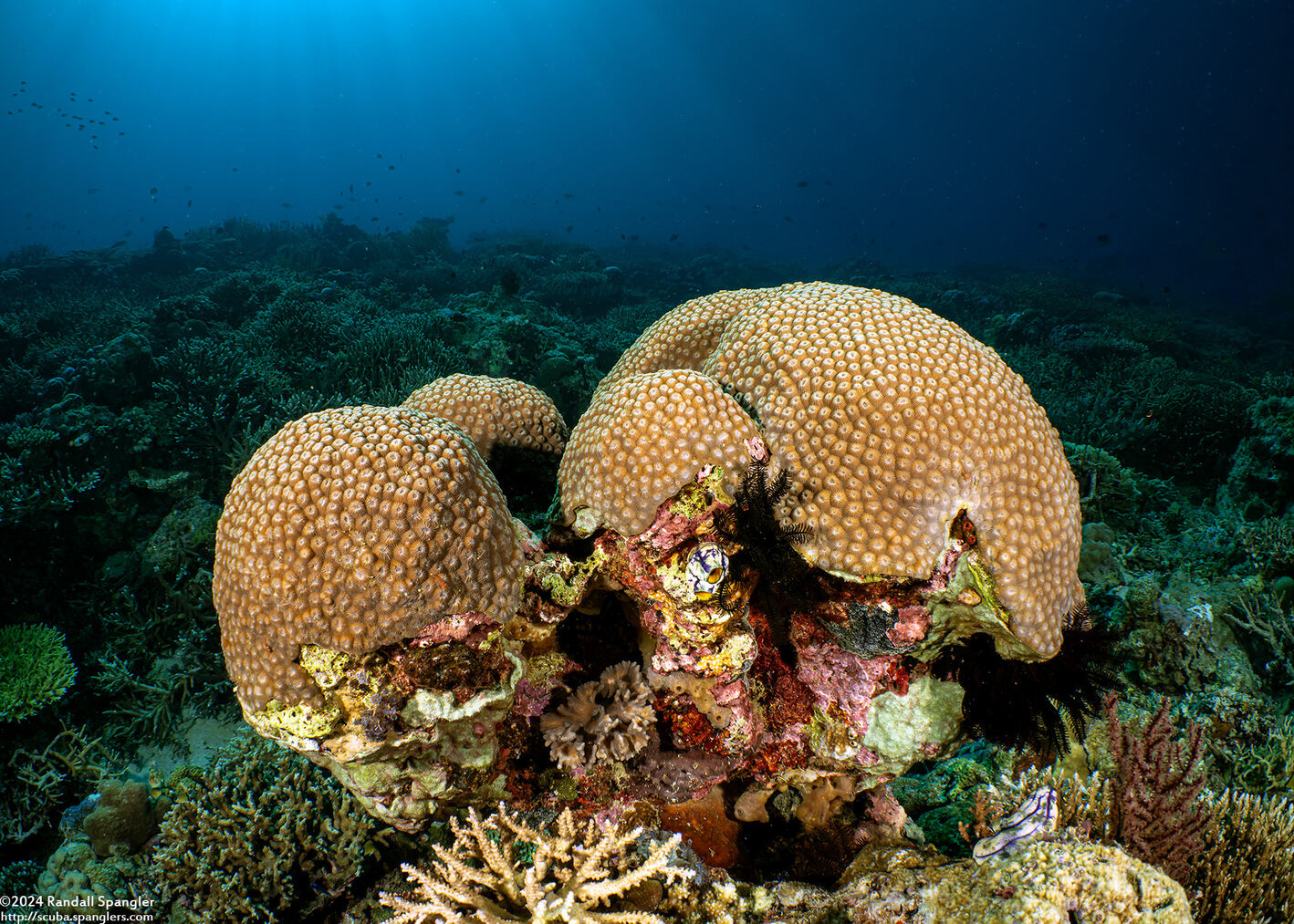 Diploastrea heliopora (Honeycomb Coral)