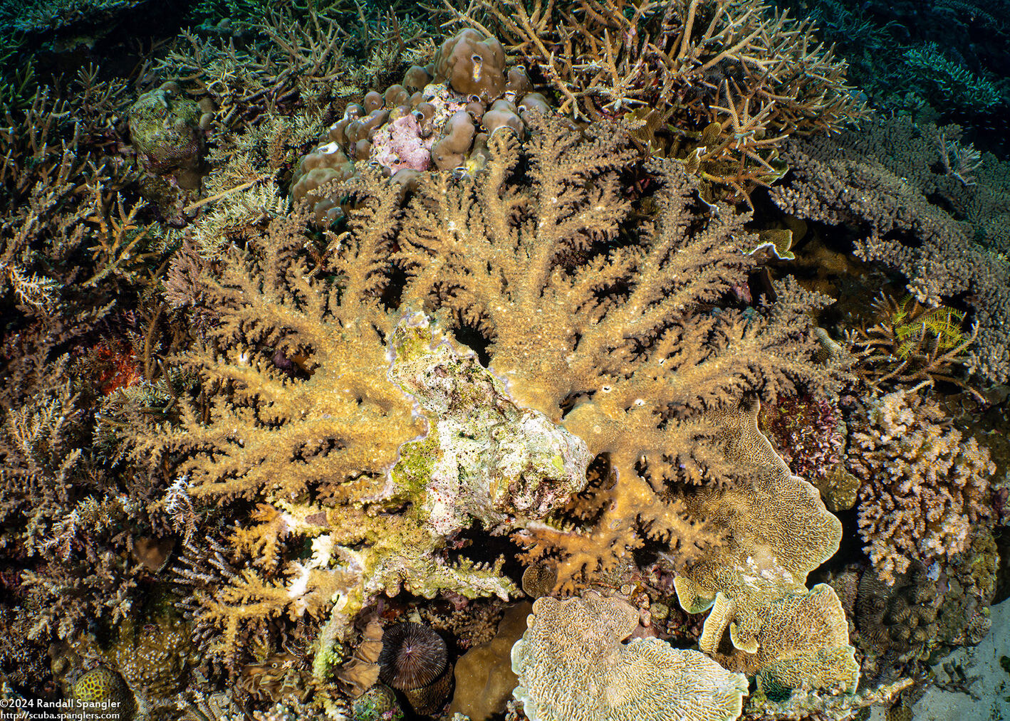 Acropora robusta (Robust Acropora)