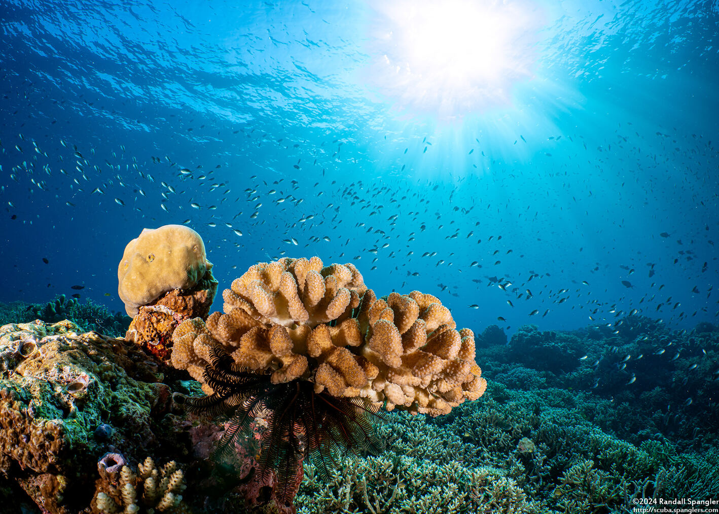 Pocillopora meandrina (Cauliflower Coral)