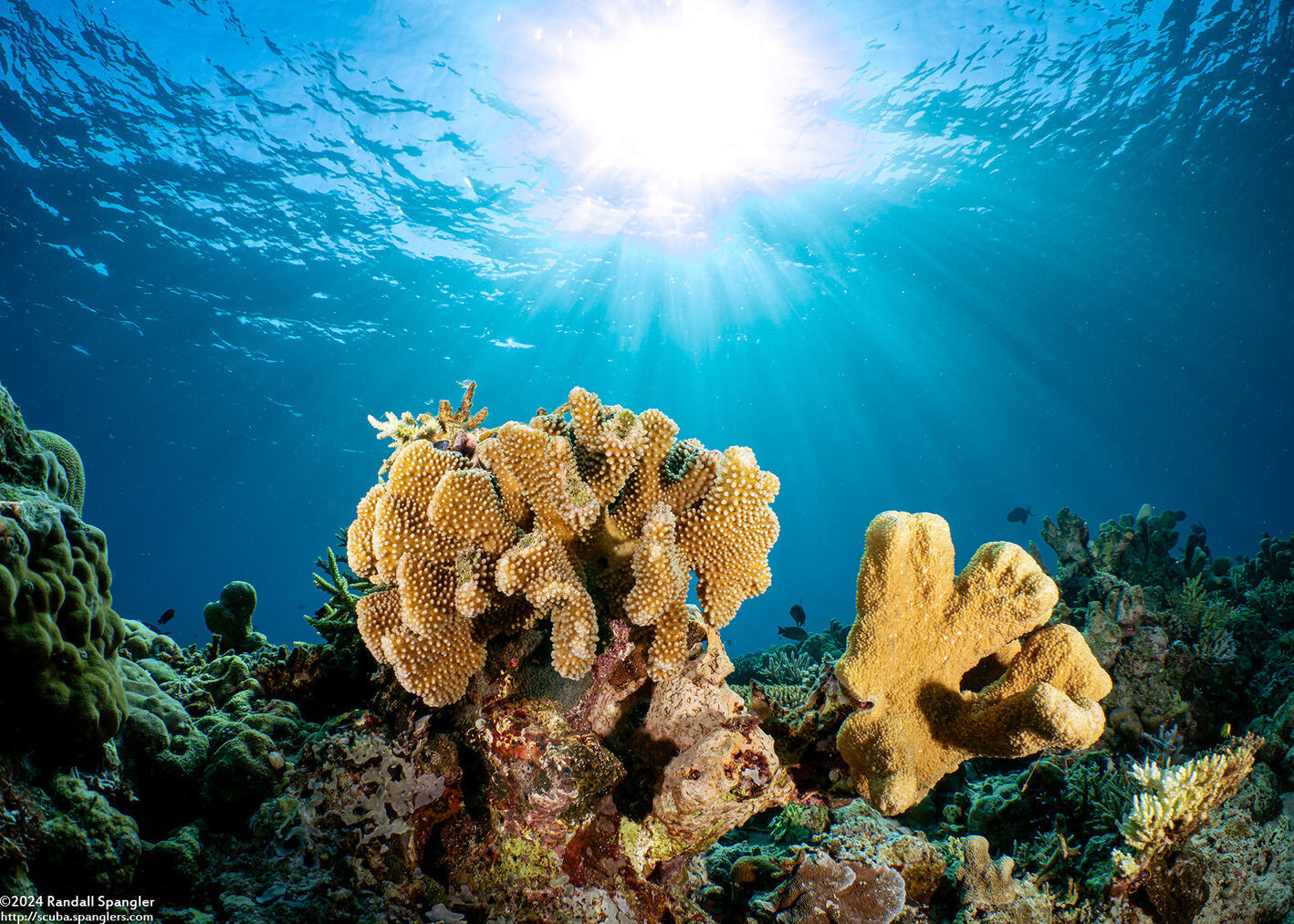 Isopora palifera (Isopora Palifera); Pocillopora left, Isopora right