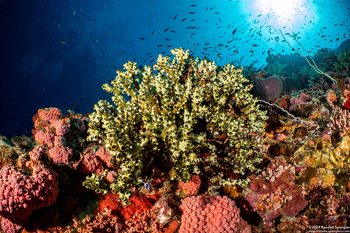 Tubastraea micranthus (Black Sun Coral)