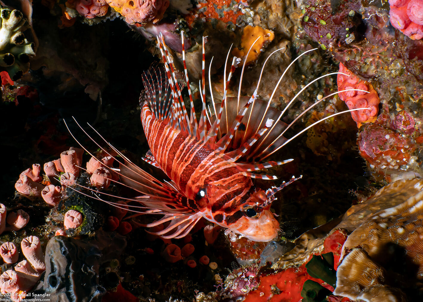 Pterois antennata (Spotfin Lionfish)