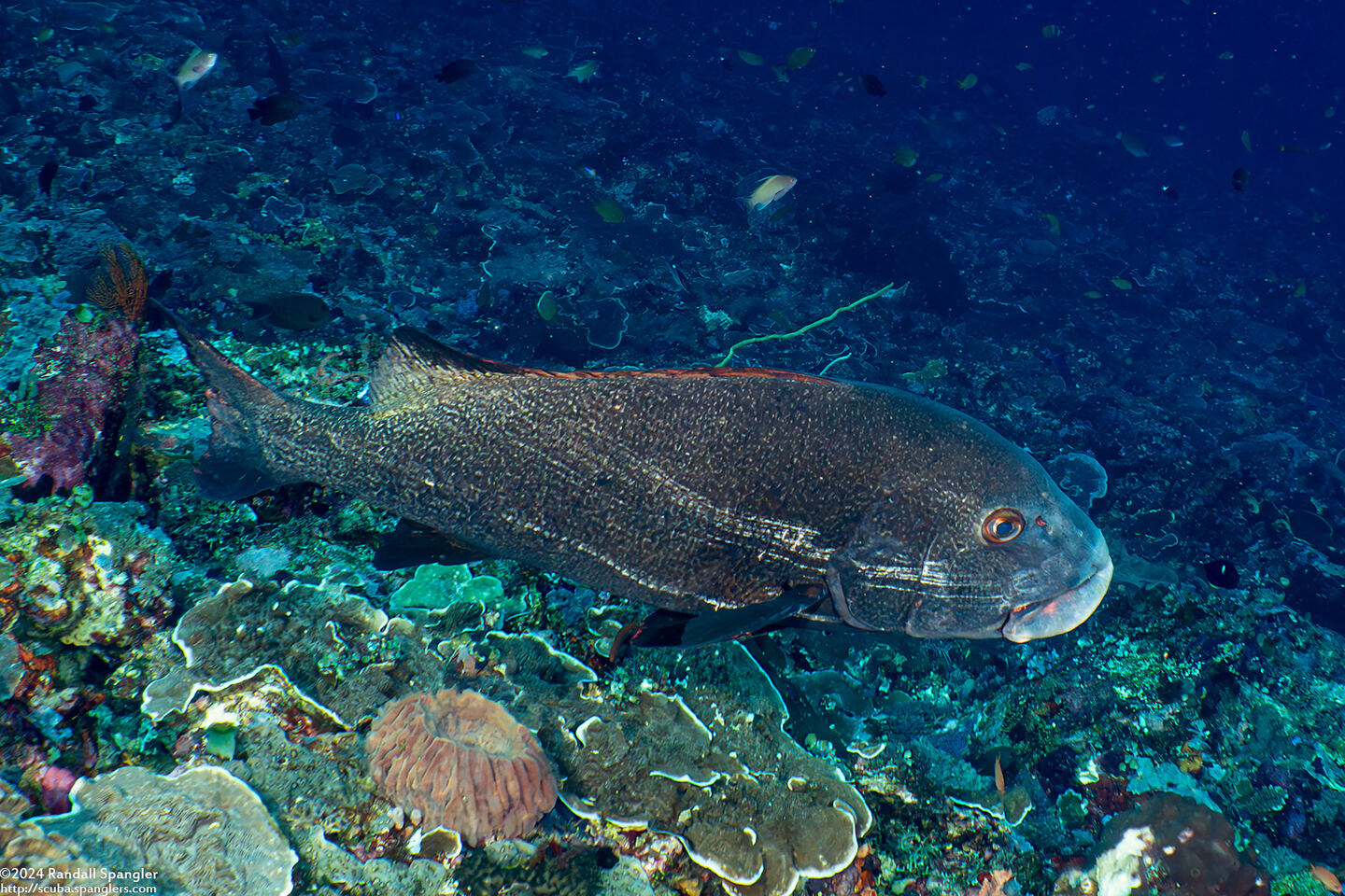 Plectorhinchus albovittatus (Giant Sweetlips)