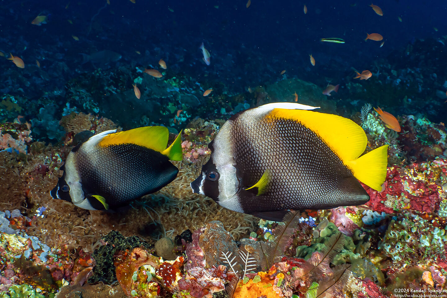 Heniochus singularius (Singular Bannerfish)