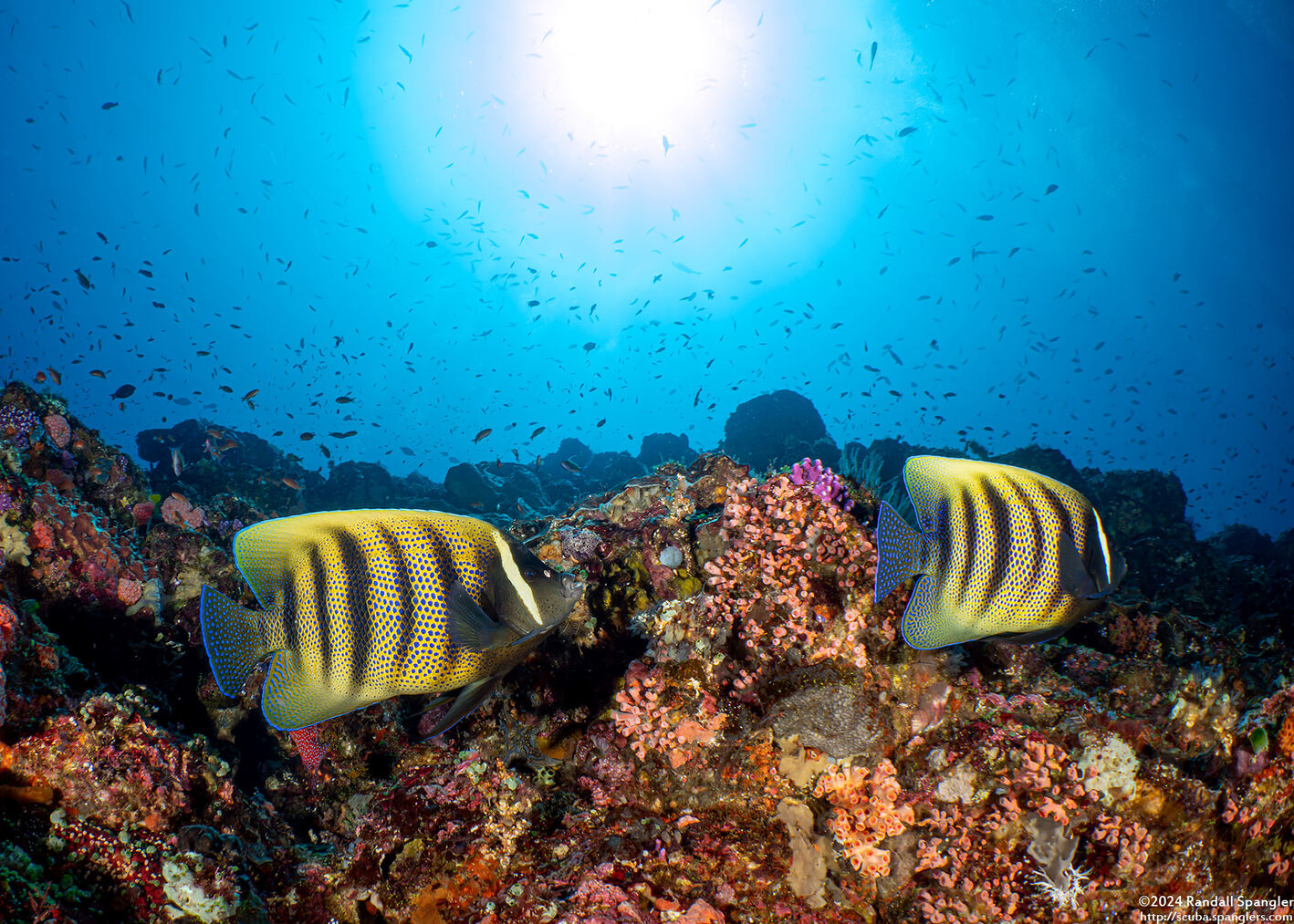 Pomacanthus sexstriatus (Six-Banded Angelfish)