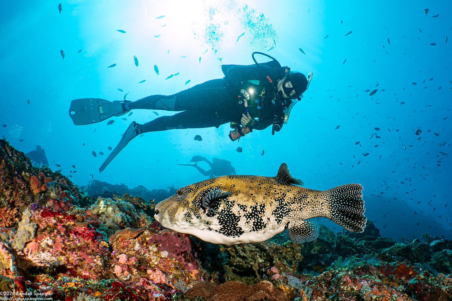 Arothron caeruleopunctatus (Blue-Spotted Puffer)