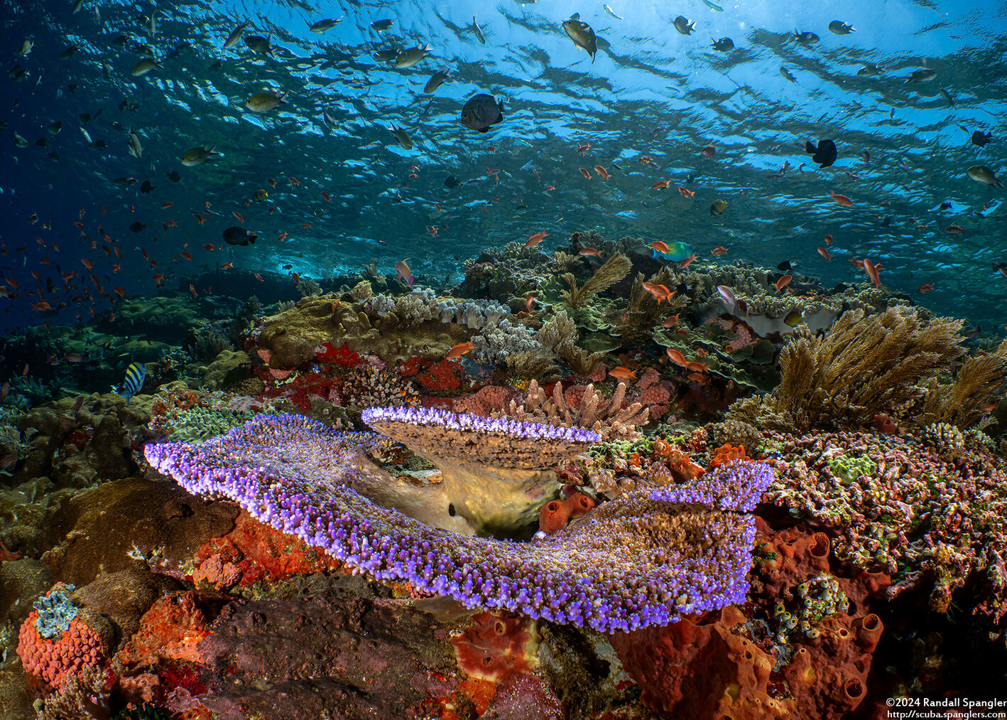 Acropora divaricata (Acropora Divaricata)