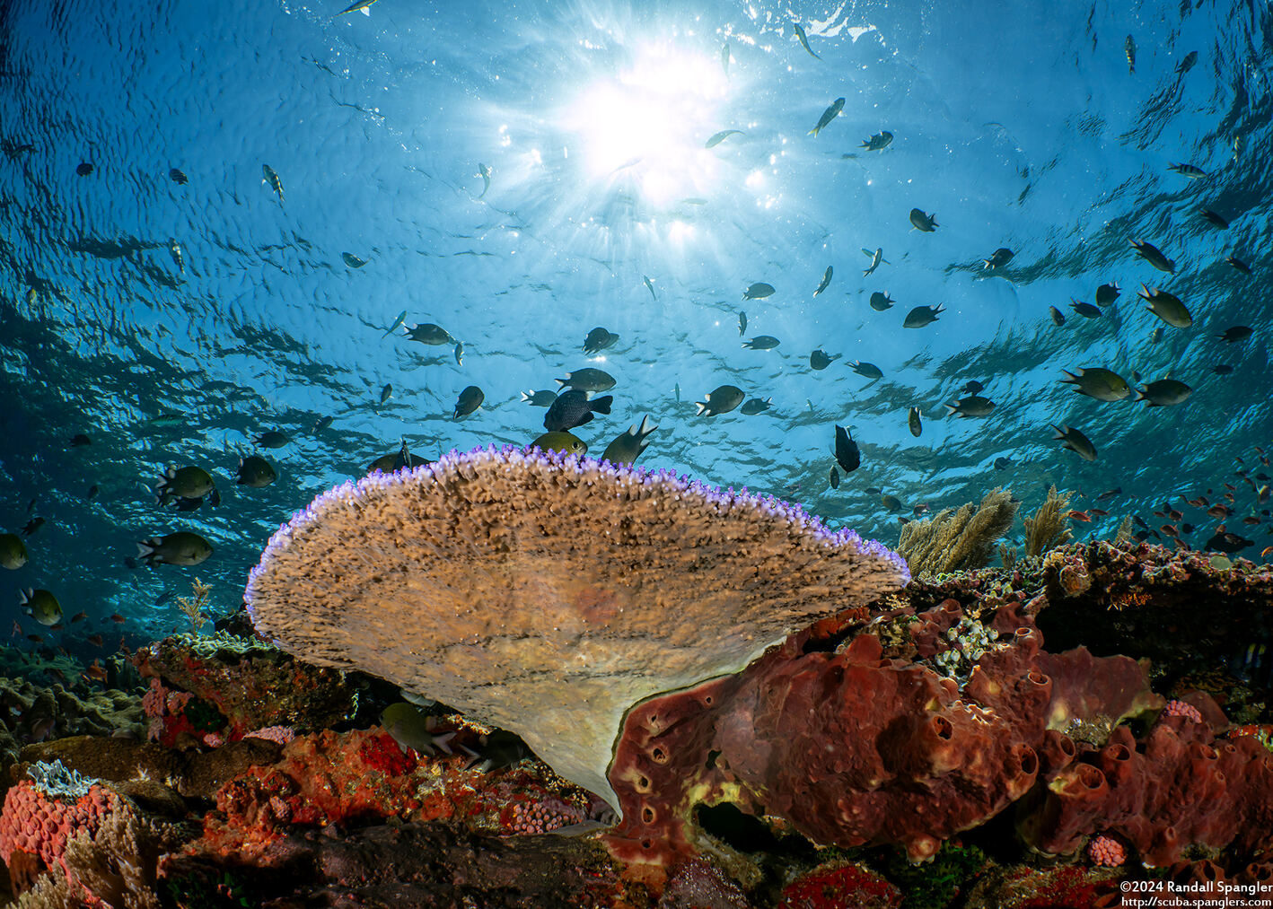 Acropora divaricata (Acropora Divaricata)