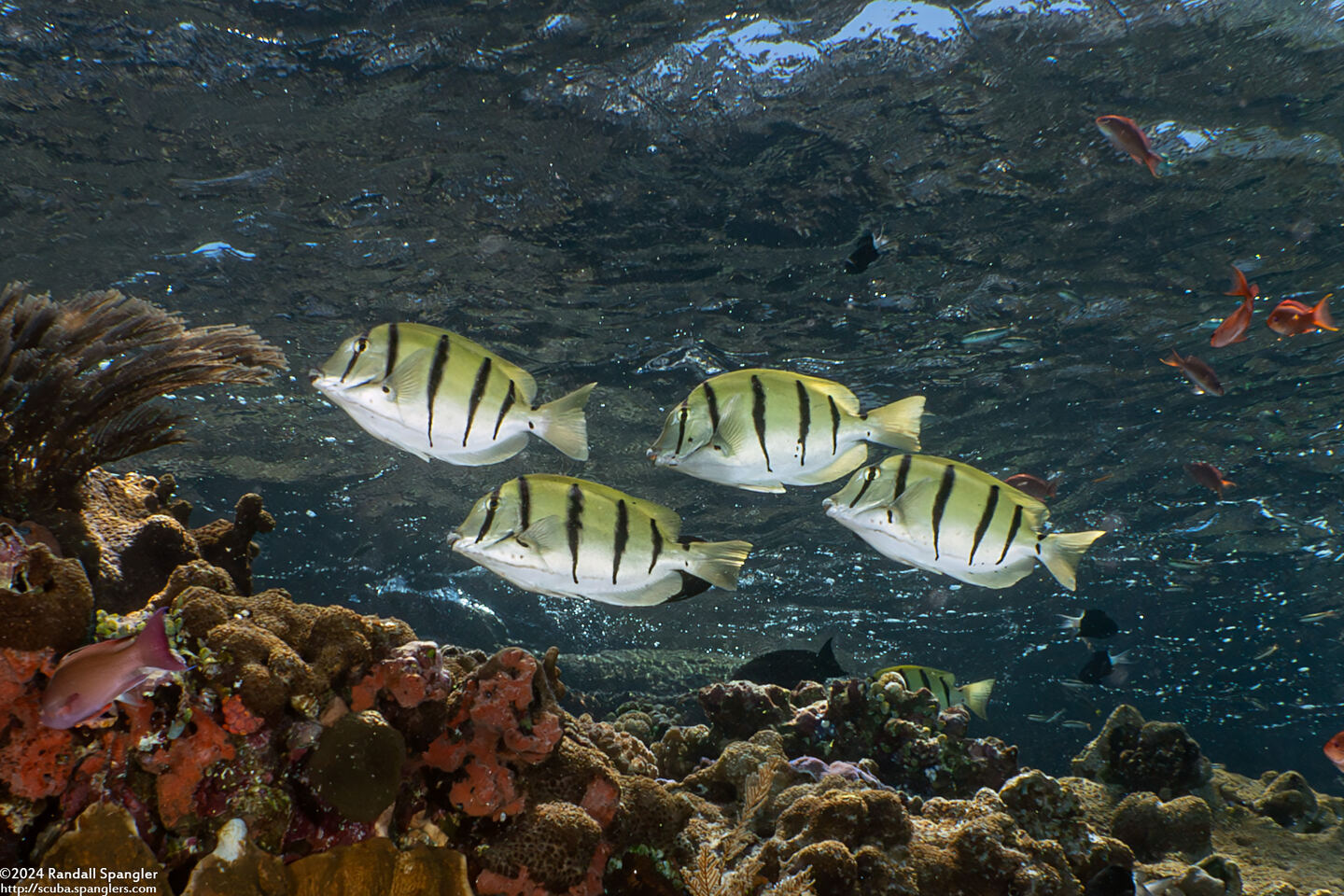 Acanthurus triostegus (Convict Tang)