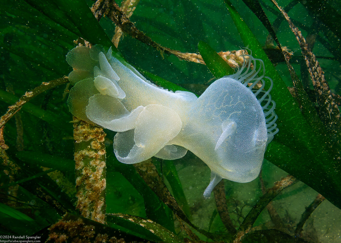 Melibe leonina (Lion's Mane Nudibranch)