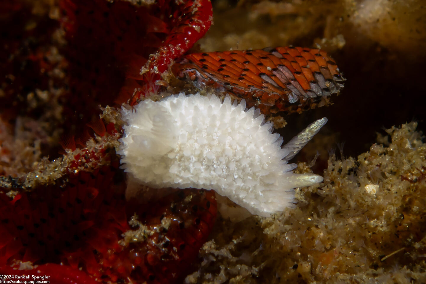 Diaphorodoris lirulatocauda (Ridge-Tailed Dorid)