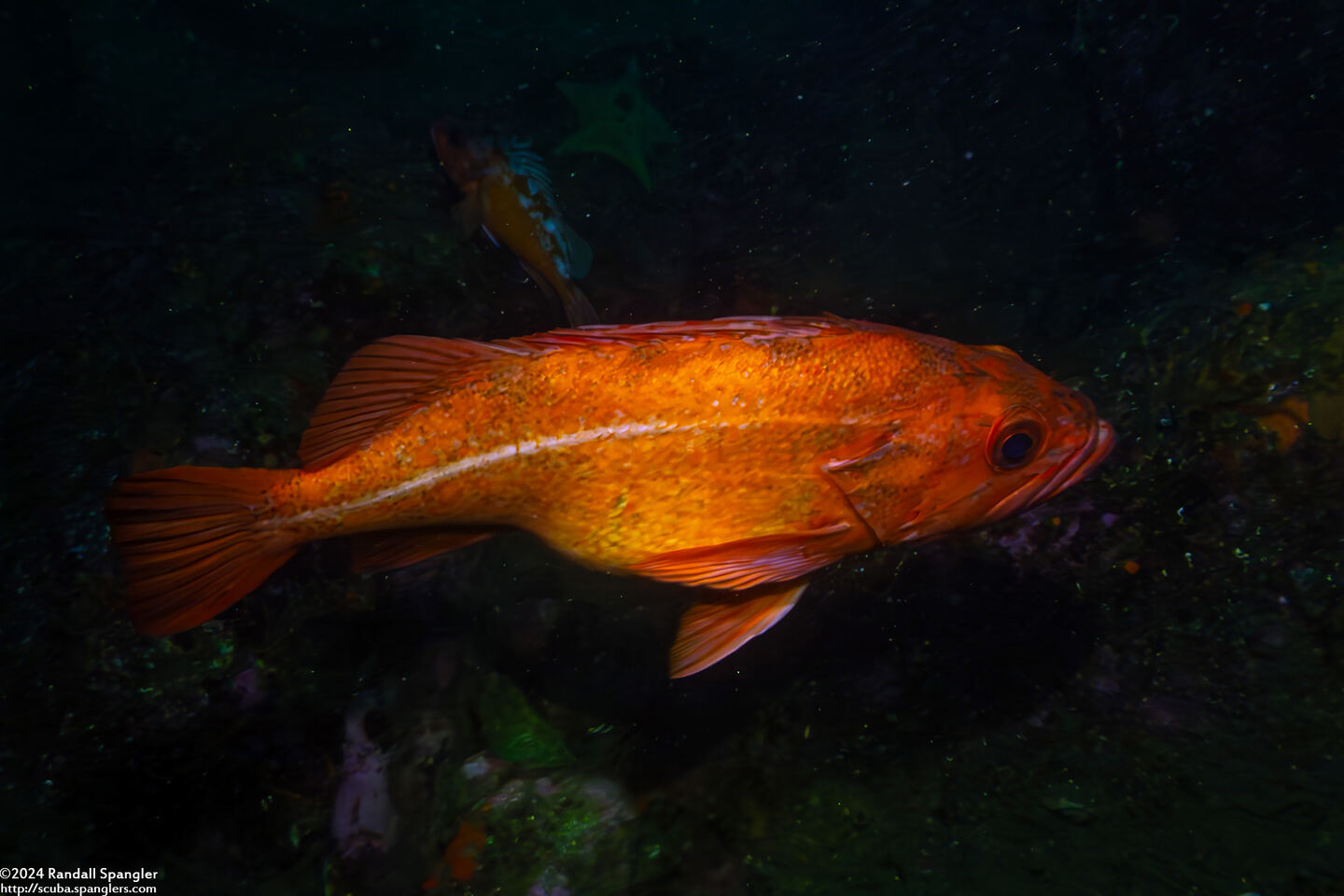 Sebastes miniatus (Vermilion Rockfish)