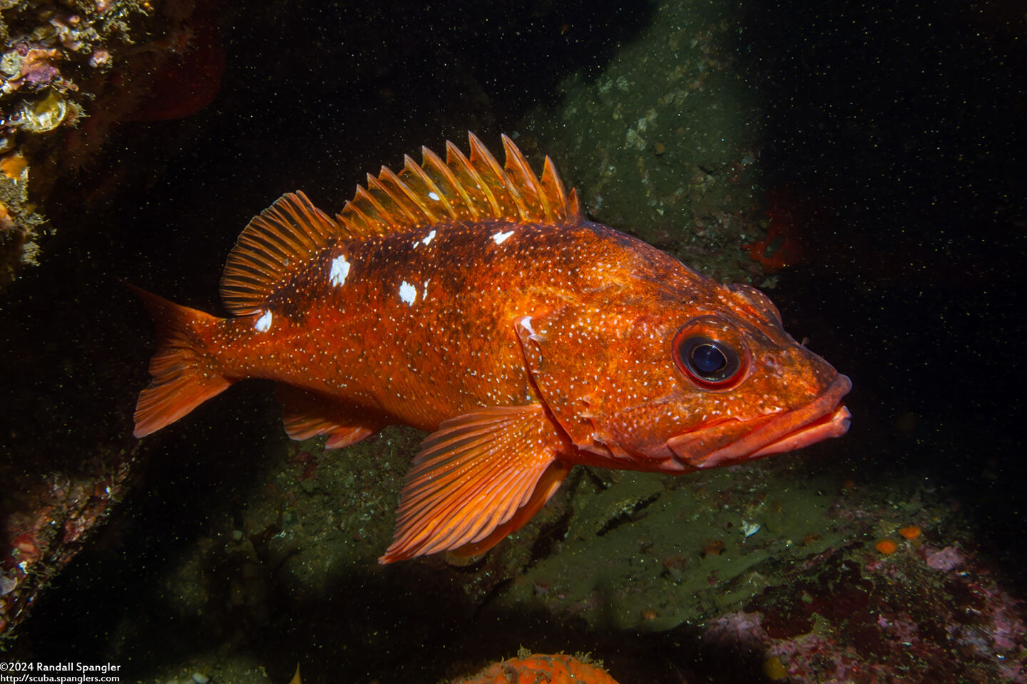 Sebastes constellatus (Starry Rockfish)