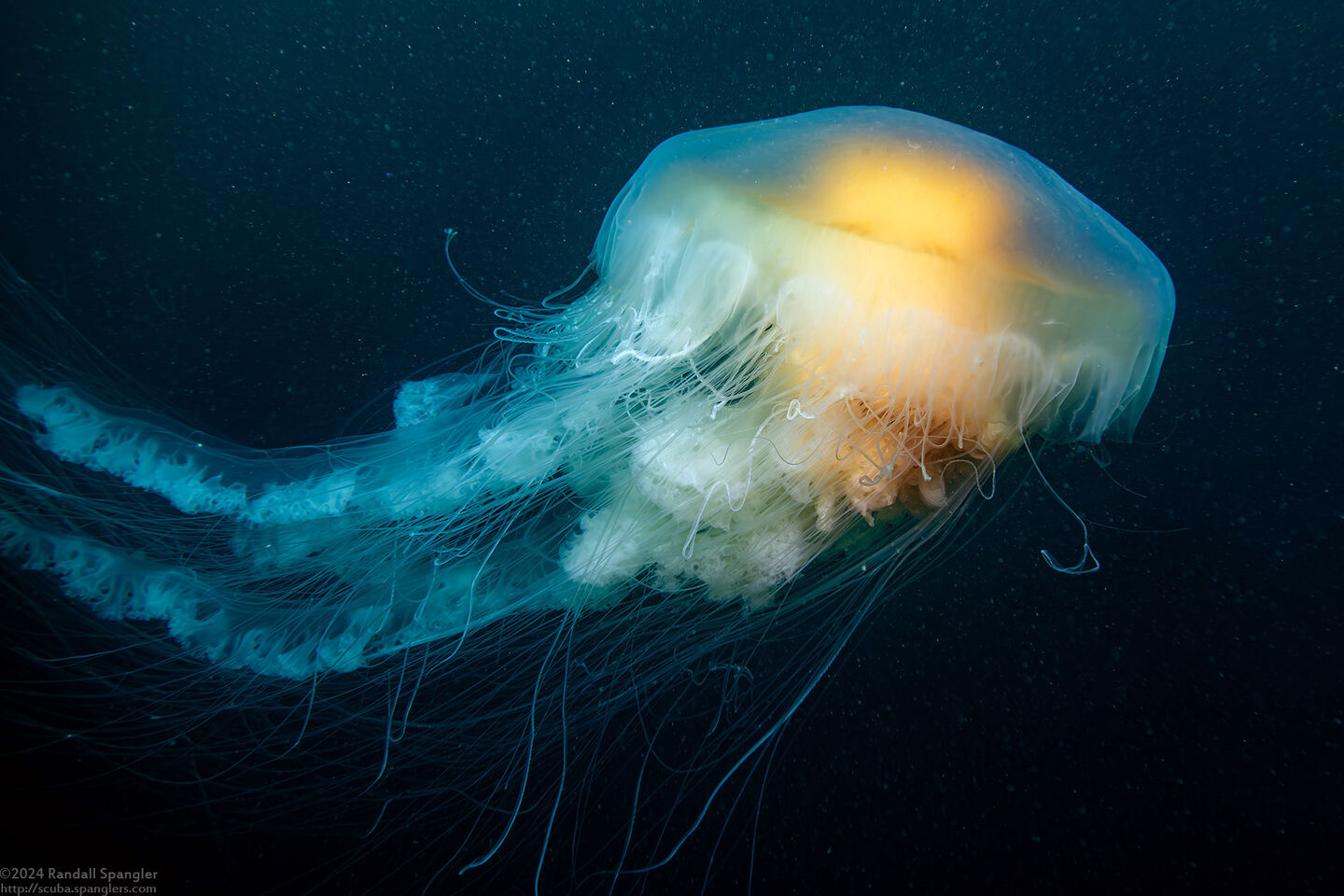 Phacellophora camtschatica (Egg-Yolk Jelly)