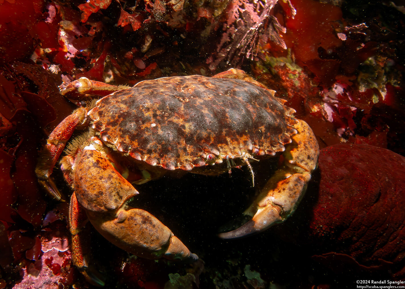 Romaleon antennarium (Pacific Rock Crab)