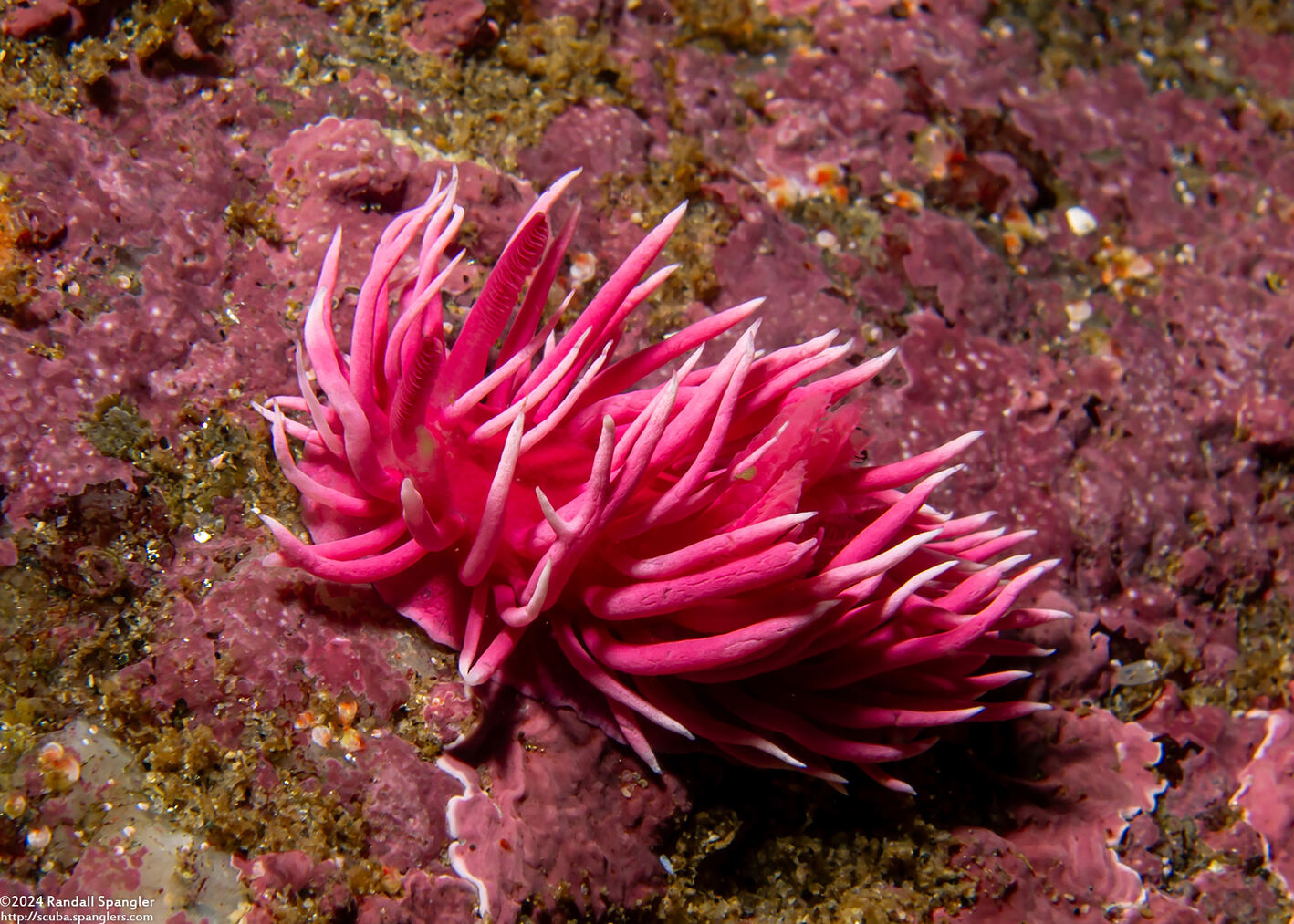 Okenia rosacea (Hopkins' Rose Nudibranch)