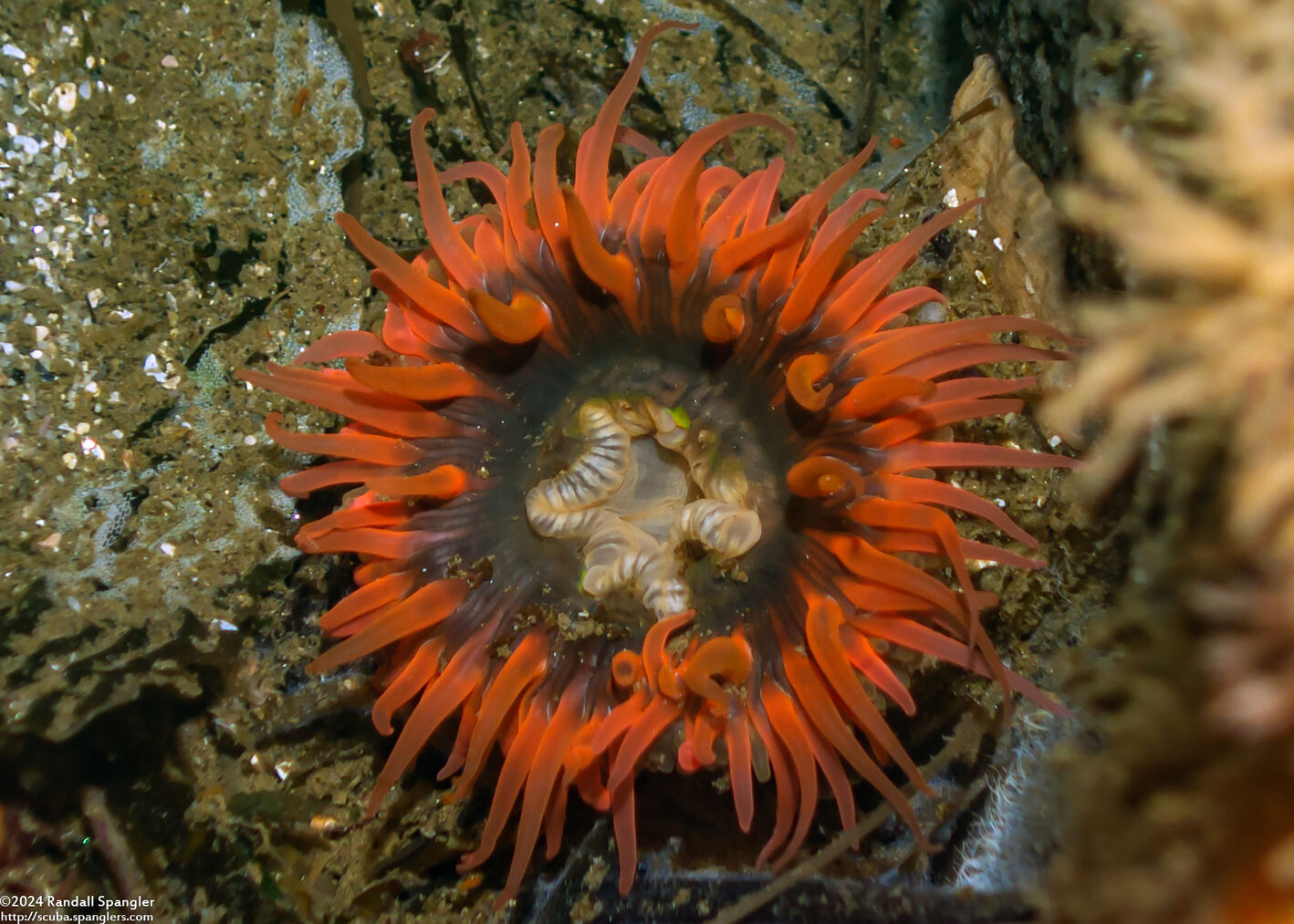 Anthopleura artemisia (Moonglow Anemone)