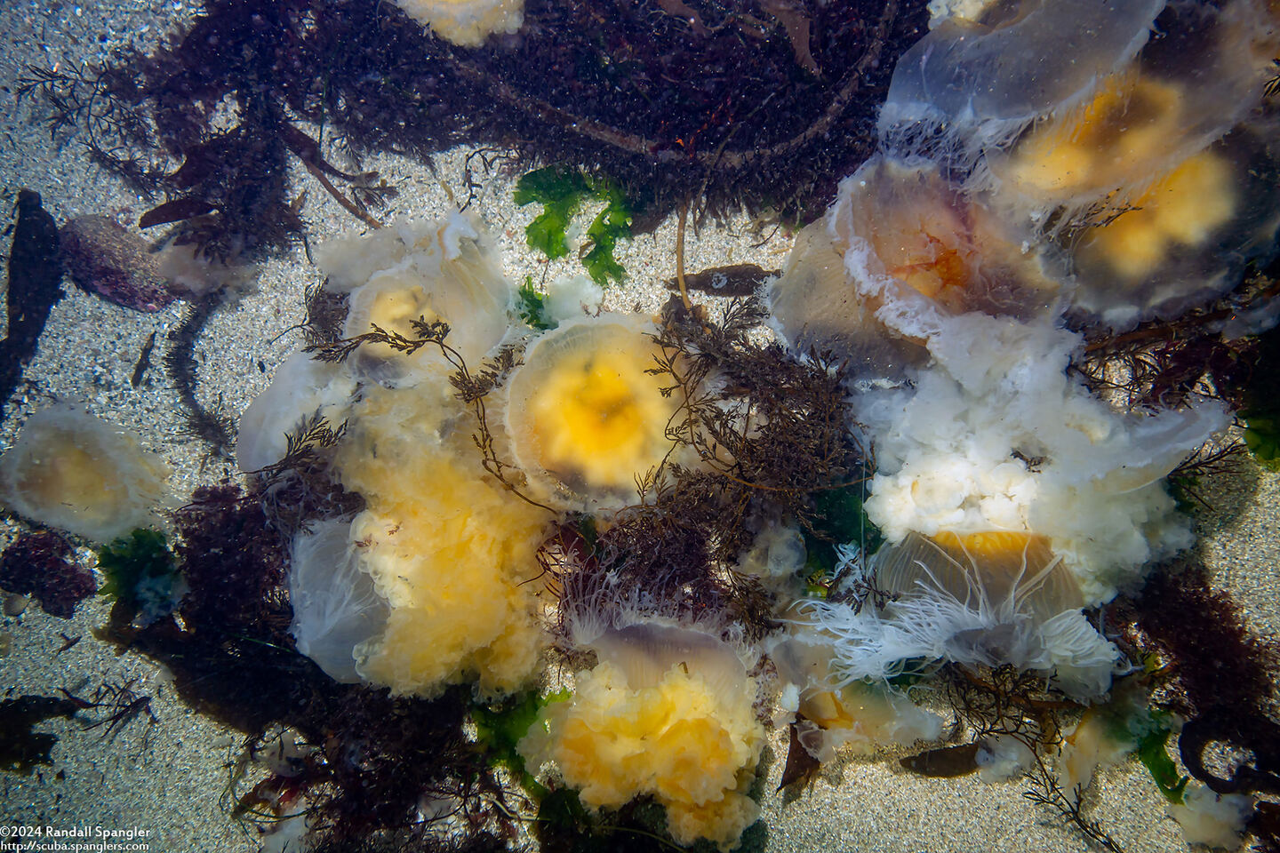 Phacellophora camtschatica (Egg-Yolk Jelly); Jellies piled up in shallow water