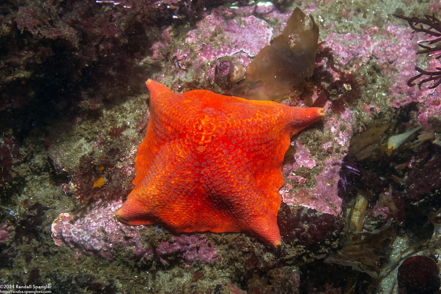 Patiria miniata (Bat Star)