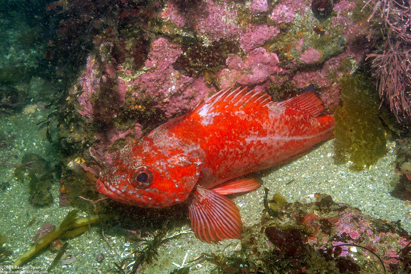 Sebastes miniatus (Vermilion Rockfish)