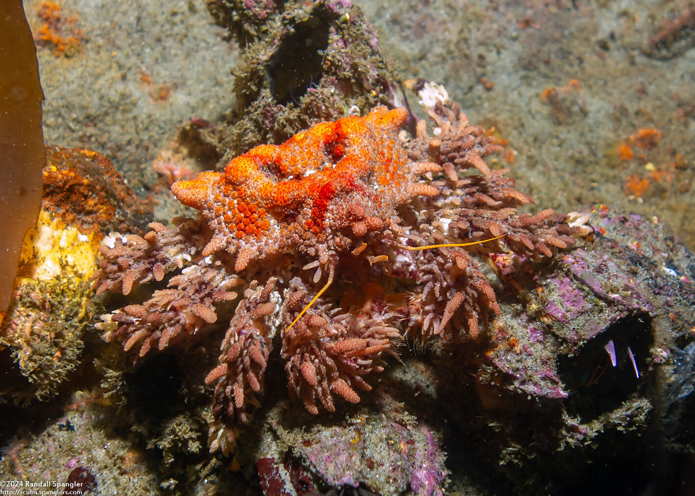 Phyllolithodes papillosus (Heart Crab)