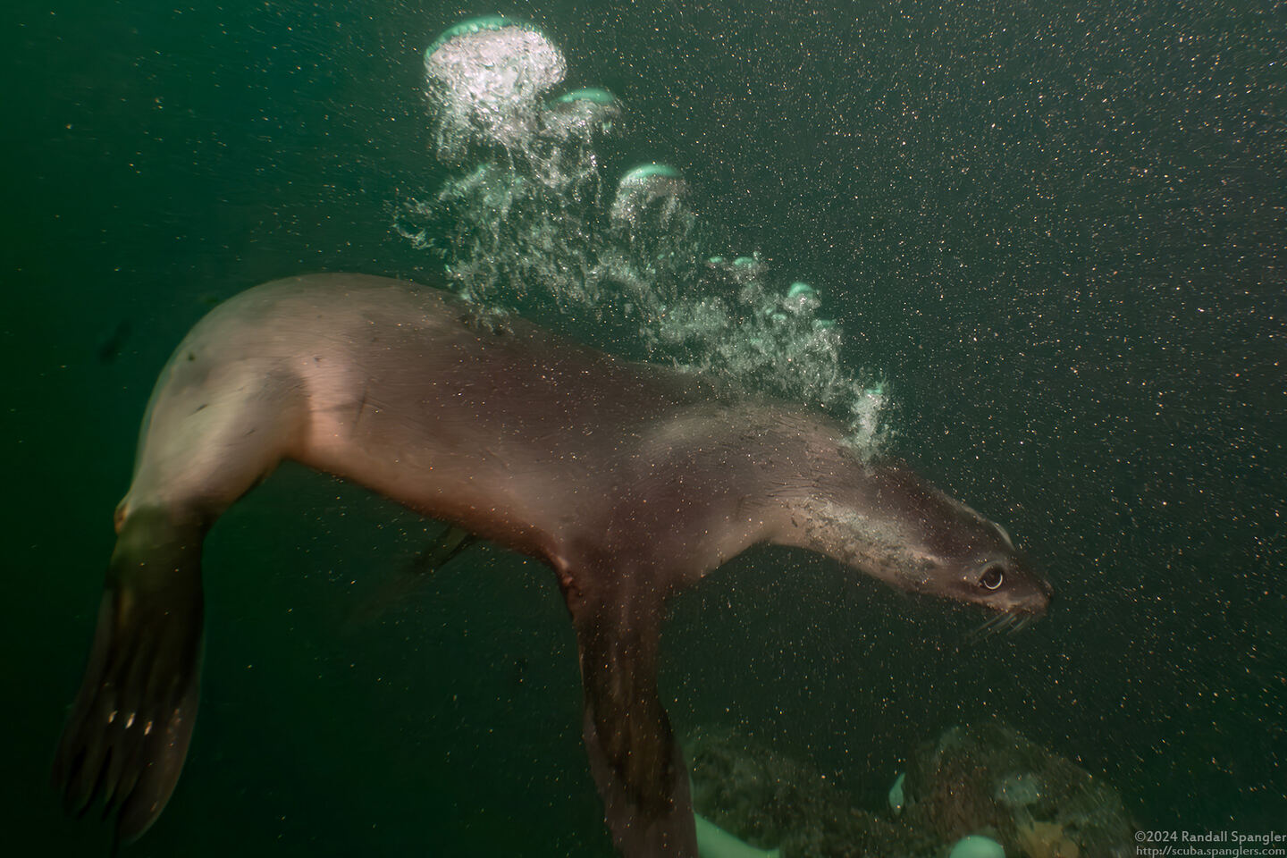 Zalophus californianus (California Sea Lion)