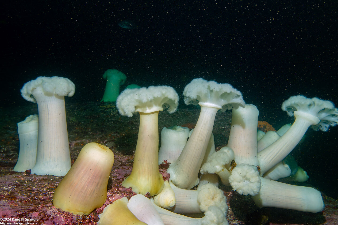 Metridium farcimen (White-Plumed Anemone)