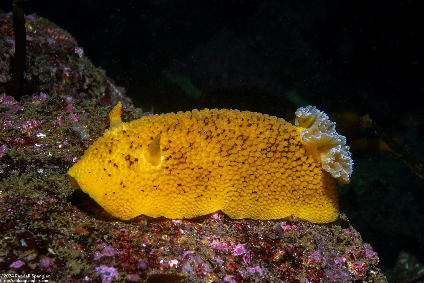 Peltodoris nobilis (Sea Lemon)